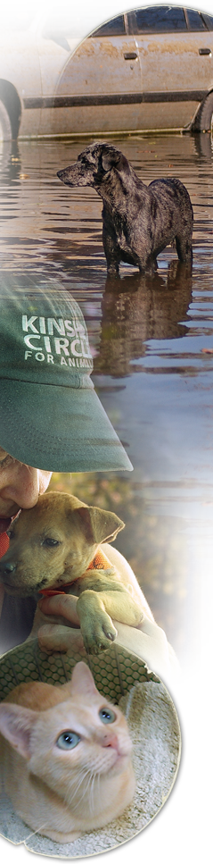 Kinship Circle director Brenda Shoss with rescued pup, dog in floods, saved white cat 239x967