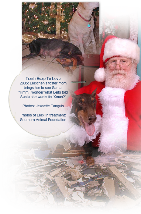 Leibchen's new mom takes the dobie rescue to a visit with Santa, a happy time before the abused Katrina dog later dies 464x702