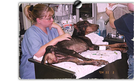 Leibchen, a dobie left for dead in a trashcan after Katrina, recovers at Southern Animal Foundation 436x264