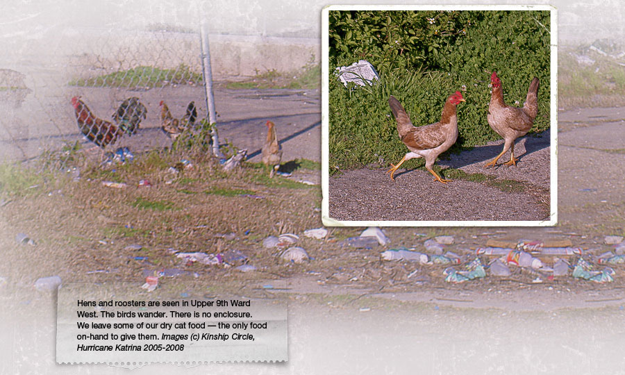 chickens in Upper 9th Ward, New Orleans streets 900x540