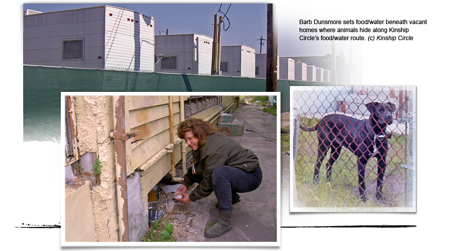 fema trailers, black dog, barb feeds animals 900x500