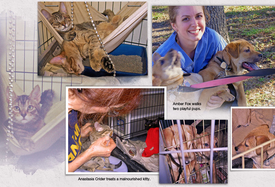 ARNO volunteers give life to the group and animals it saves 900x612