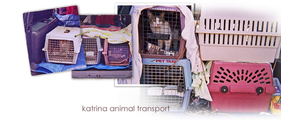 Animals are carefully loaded in a transport for out state adoptions 900x389