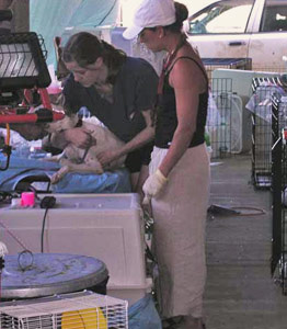 Volunteer veterinarians and tech tend to critical medical needs of rescued animals 262x300