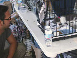 My rescue partner, another Tim, checks on this weak cat at Camp Winn Dixie in New Orleans 262x200