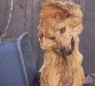 This dog was hung by his own leash and simultaneously drowned when floodwaters uprooted the home his people left him tied to 330x300