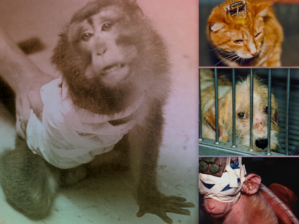 The 
Multi-Billion Dollar Lie: Animal Experimentation