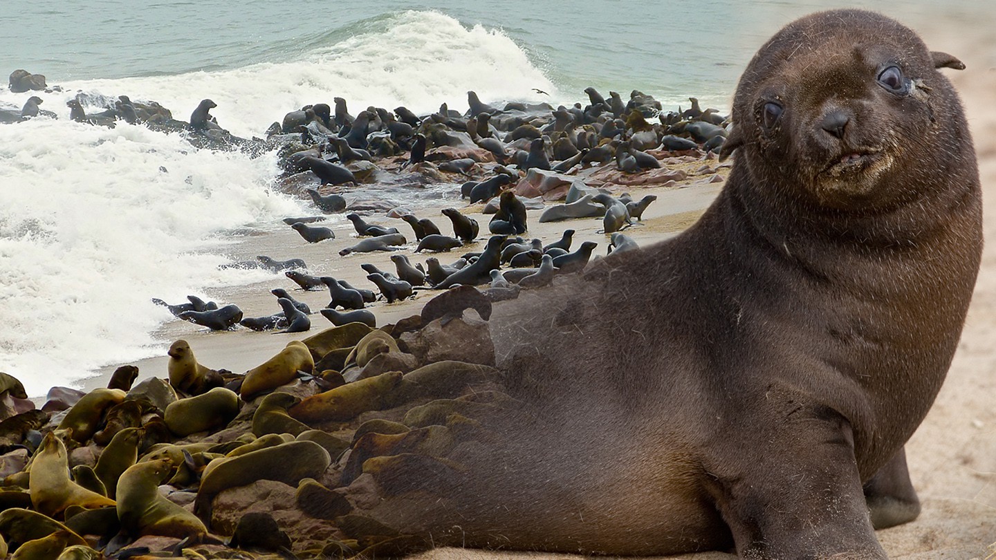 78-Namibia-Seal-Hunt