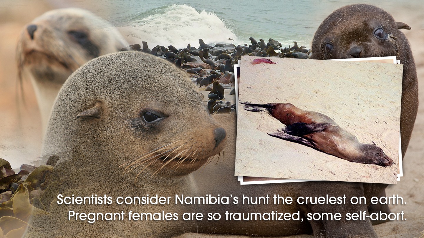 82-Namibia-Seal-Hunt