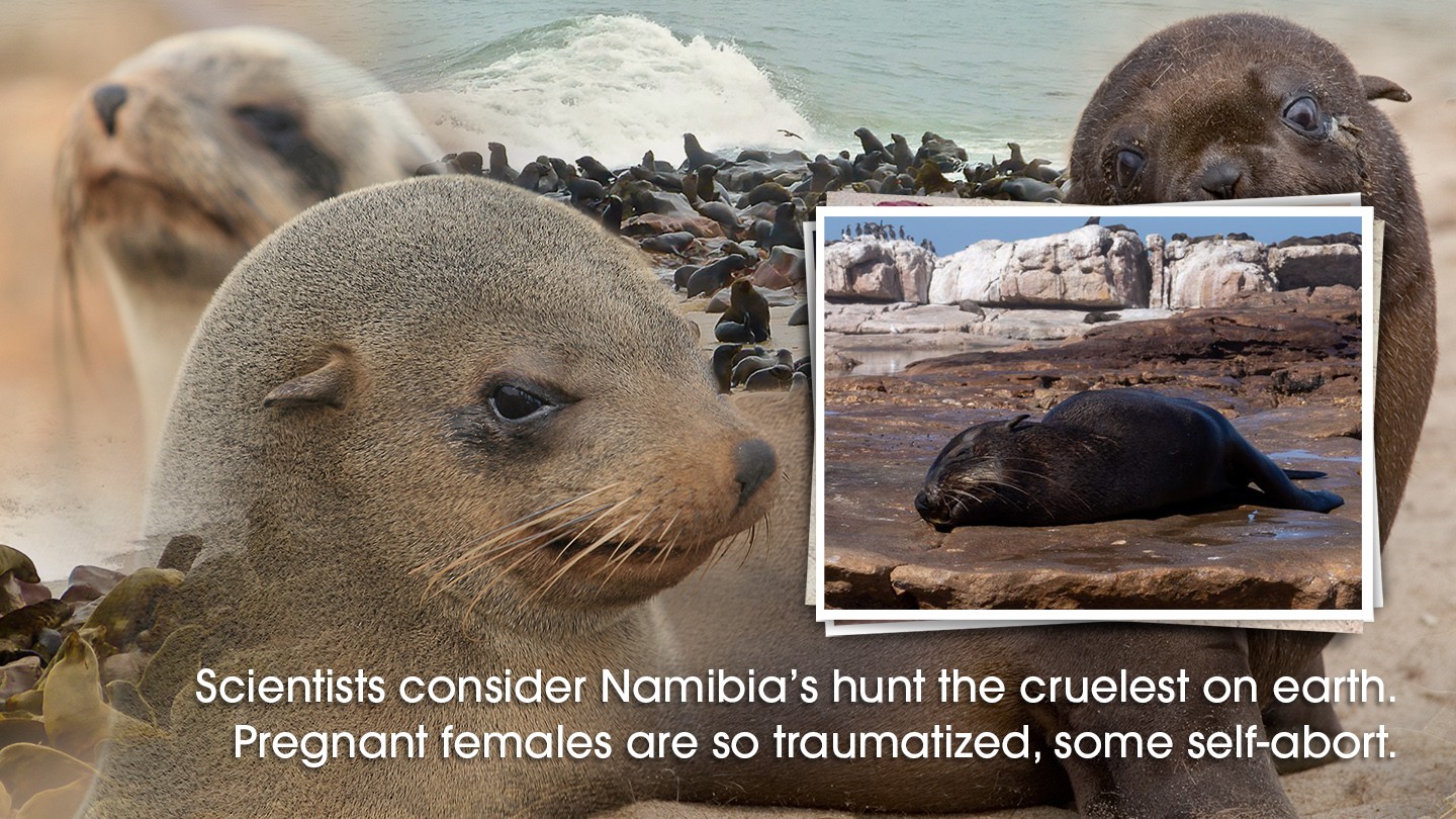 83-Namibia-Seal-Hunt