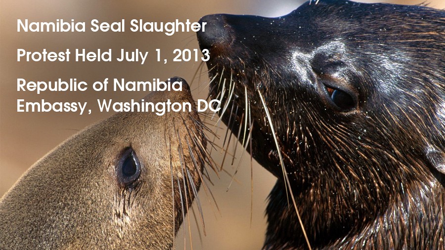 64_namibia-seal-kill-protest-dc