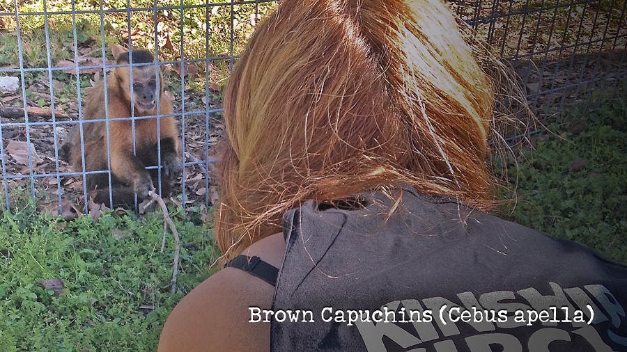 18_brown-capuchins