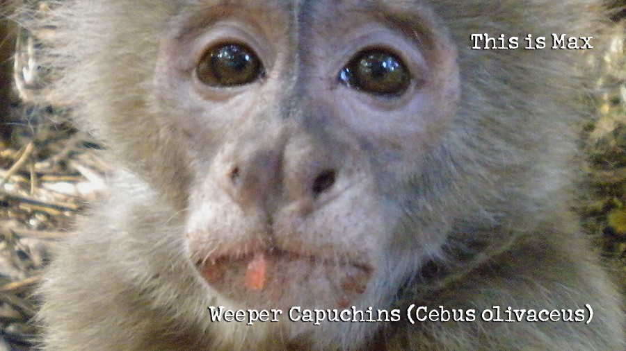 19_weeper-capuchins