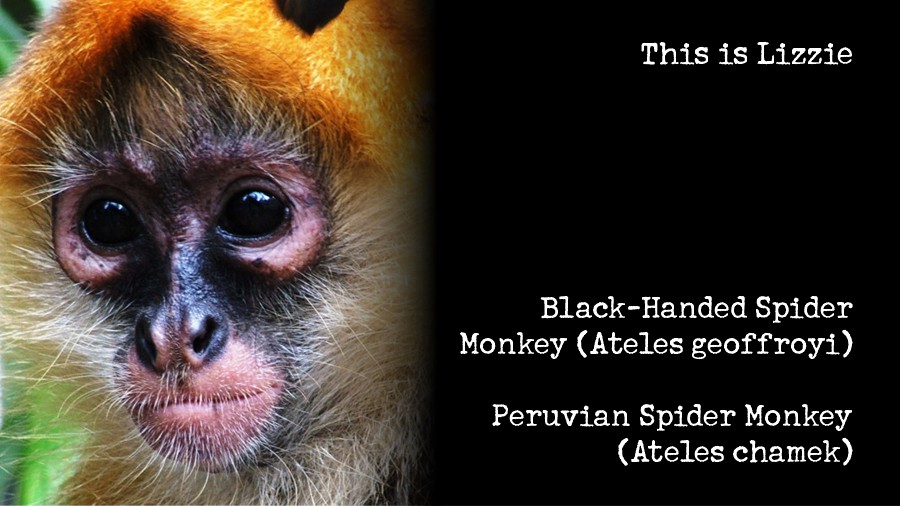 21_spider-monkeys