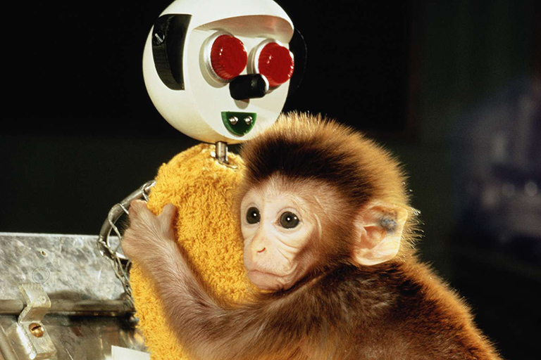 For maternal deprivation tests, baby monkeys undergo intense trauma
