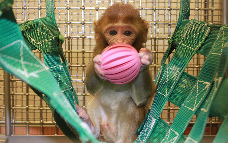 Killing baby monkeys in Ned Kalin lab at WNPRC
