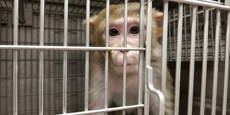 WNPRC monkey r12001 has suffered diarrhea for 6 years