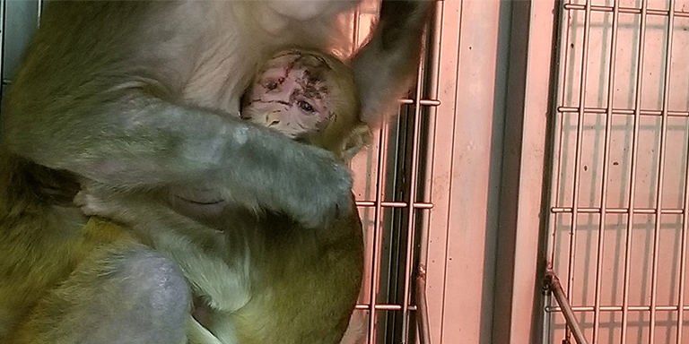 A baby monkey suffers deep, painful face wounds at WNPRC
