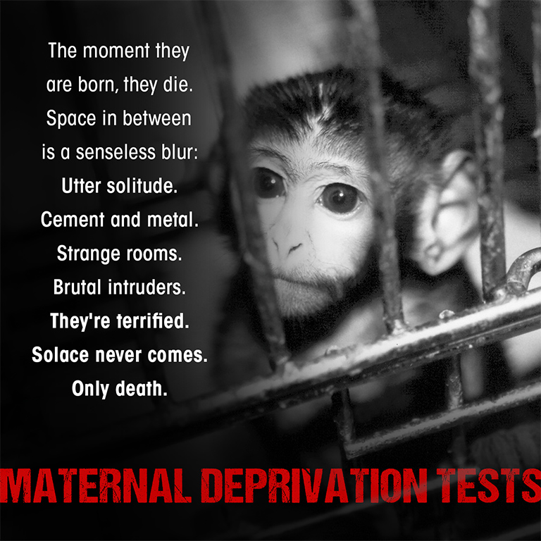 UW-Madison primate lab revives 1950s maternal deprivation tests