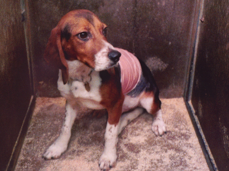At Huntingdon Life Sciences animals vomit, drool, seize, collapse
