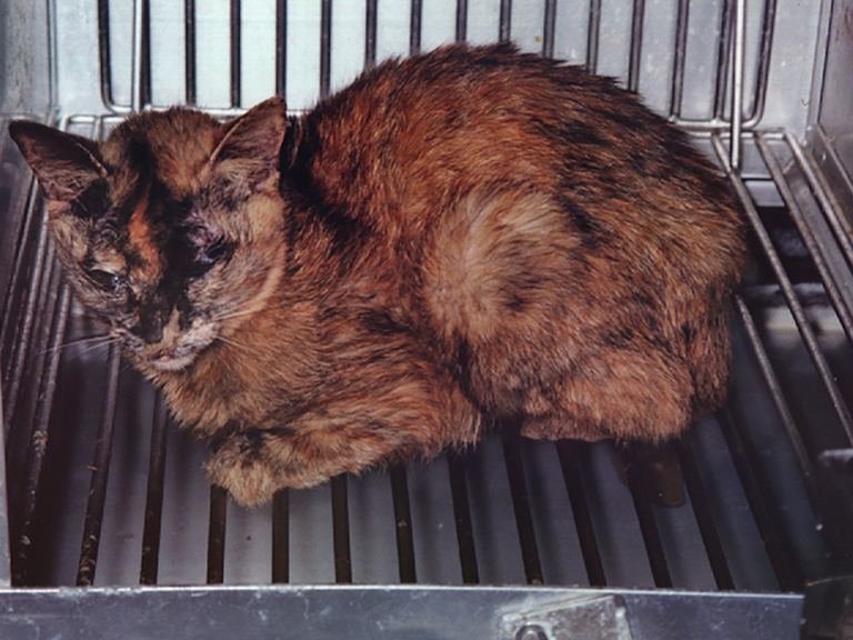 Maimed cat in Japan lab, for Huntingdon Life Sciences animal tests