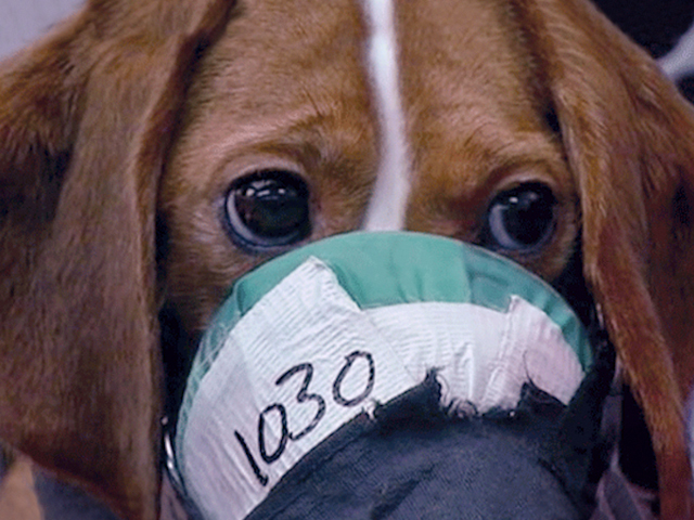 For inhalation tests, animals are poisoned through facial masks