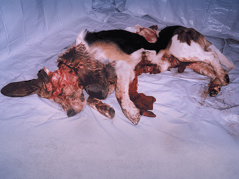 This dog was killed at Huntingdon Life Sciences