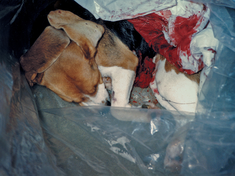HLS Beagle Unit workers whistleblow about daily animal torture