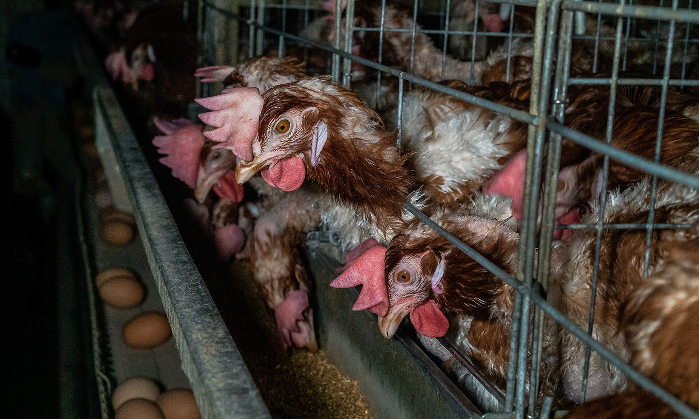 Kinship Circle Action Alerts For Animals