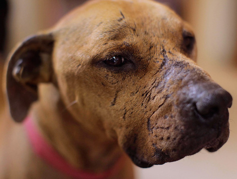 Louisville couple adopts dog saved from New York dogfighting ring