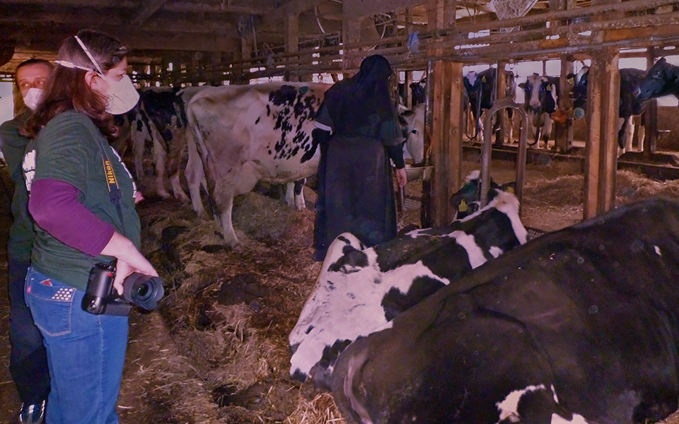 A woman 15 km from the nuclear refuses to leave her radiation-exposed cows, so we offer field aid. (c) Kinship Circle, Japan Earthquake