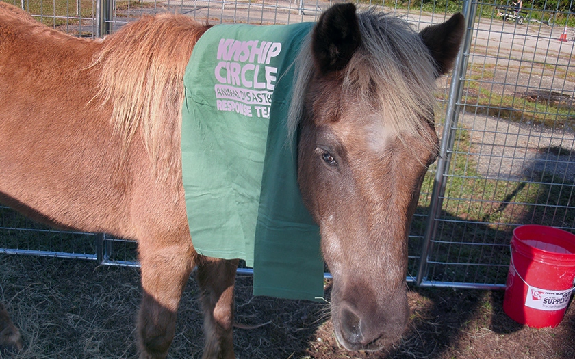 Sister Michael works with displaced horses who recuperate at the crowded flood shelter. (c) Kinship Circle, Hrcn Matthew