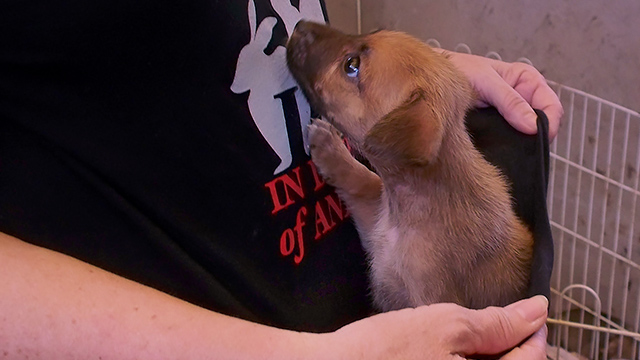 Bonnie plays with rescued pups, (c) Kinship Circle