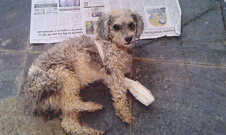 Animals are wounded and sick in Brazil