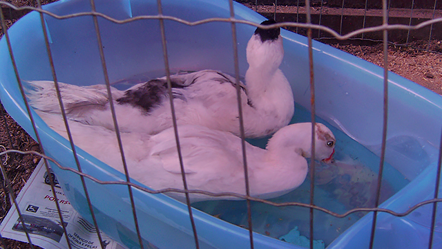Dehydrated rescue ducks are wet down, Kinship Circle