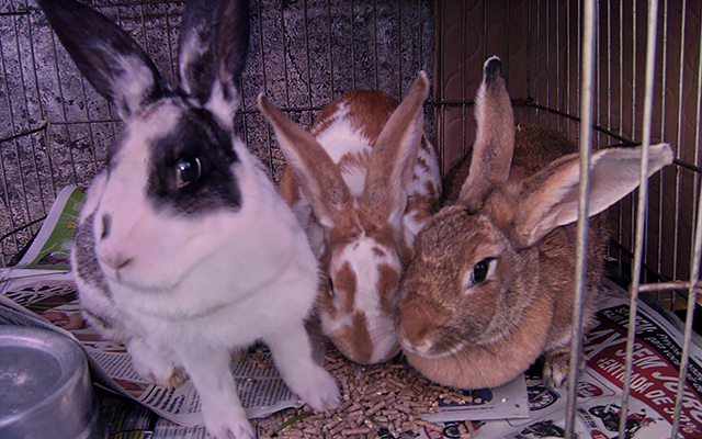 Rabbits rescued from an evacuated home, Kinship Circle
