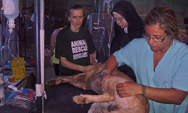 A hurt dog is assessed for surgery, (c) Kinship Circle