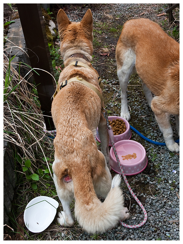 Dogs are skeletal, one with open sores, (c) Kinship Circle