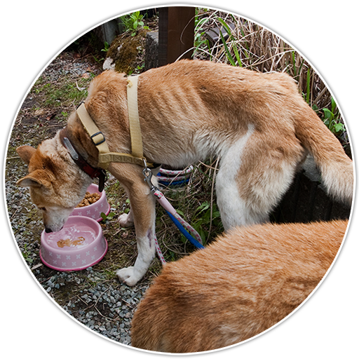 Undernourished dogs require vet care, (c) Kinship Circle