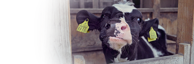 Many cows are stranded in radiation zones, Kinship Circle