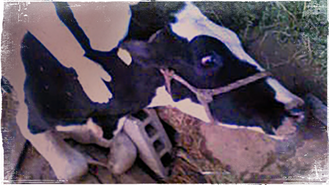 A downed cow in Japan's radiation zone dies in rescuer Courtney Chandel's arms (c) Kinship Circle
