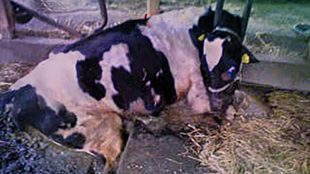 Responder Courtney Chandel calls Kinship director Brenda Shoss from a radiation zone barn filled with dead and dying cows, (c) Kinship Circle