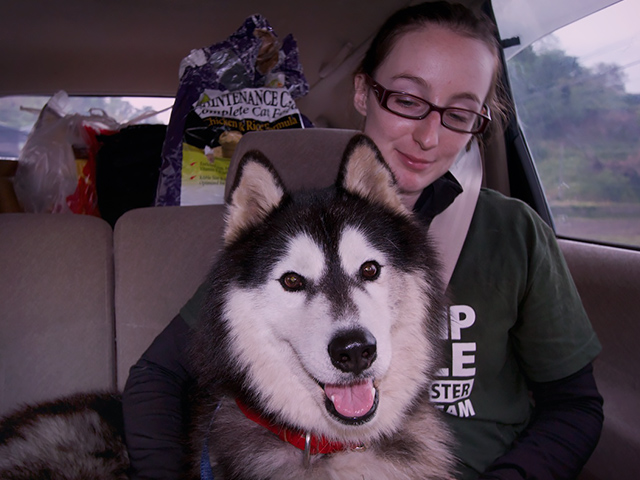 We do not know if this Husky is lost or abandoned in the chaos of mandatory evacuations (c) Kinship Circle, Japan Earthquake 2011