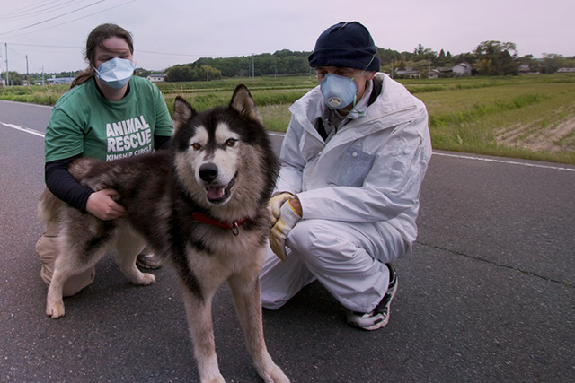 A Husky wanders near the radiation exclusion zone border, (c) Kinship Circle