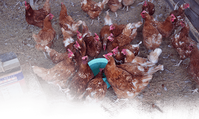 Hens left to die are cared for, (c) Kinship Circle