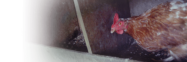 Chickens are stranded in radiation zones, Kinship Circle