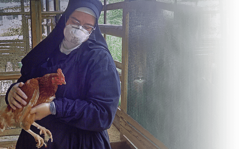 Chickens, weak from lack of food/water (c) Kinship Circle