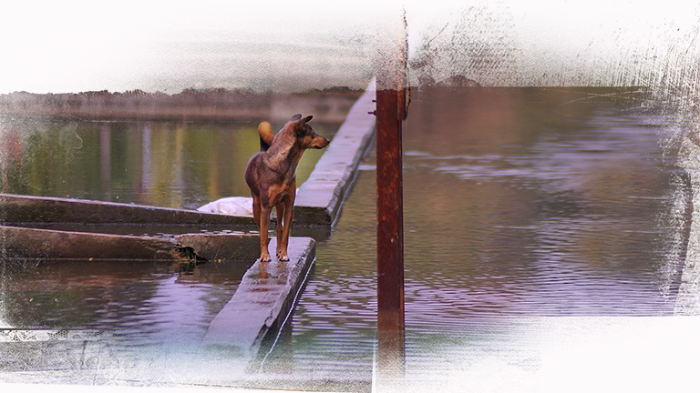 Dog atop ledge over Thailand floods, Kinship Circle