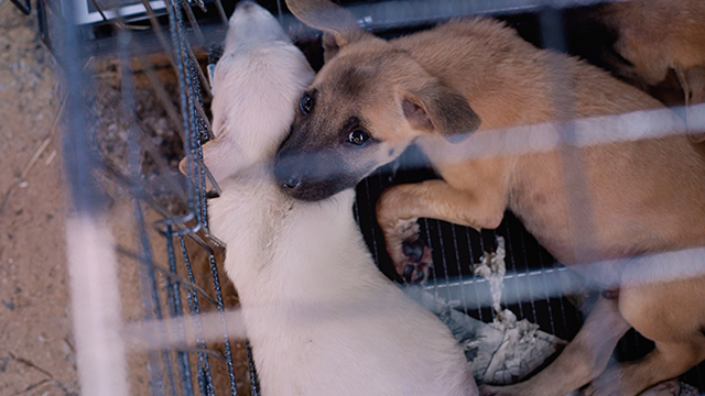 Pups saved from chest-deep waters, (c) Kinship Circle