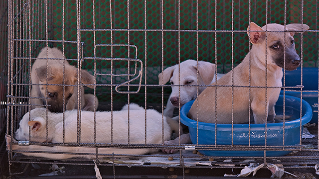 Pups from one of many flooded temples, (c) Kinship Circle